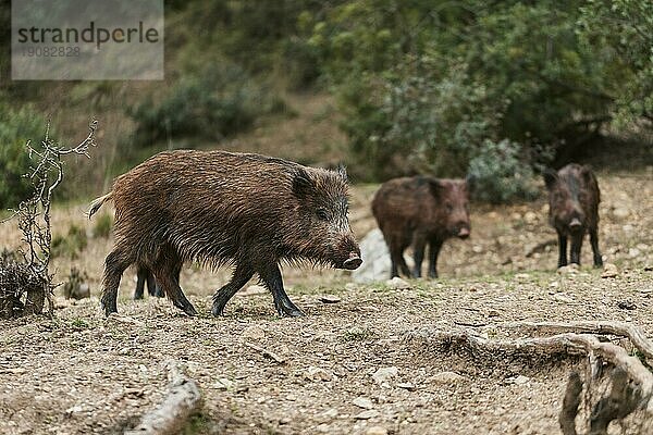 Wildschweine Natur