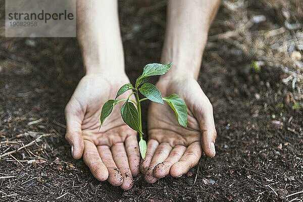 Hände schützen Pflanze