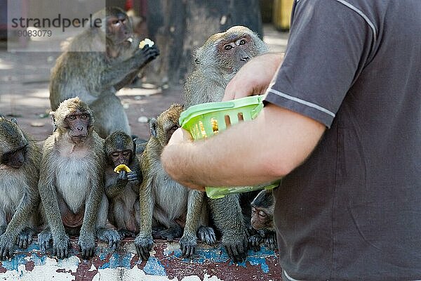 Eine Gruppe hungriger Makakenaffen streift durch die Straßen der Stadt Huan Hin in Thailand und wartet in einer Reihe auf ihr Futter von einem Touristen