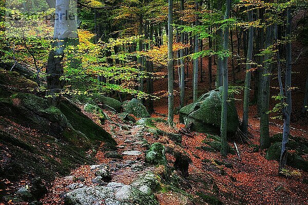 Pfad im Wald  malerische Herbstlandschaft in den Bergen  Schönheit und Ruhe der Natur