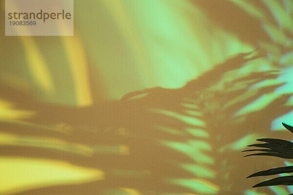 Close up Palmenblätter Schatten grünen Hintergrund
