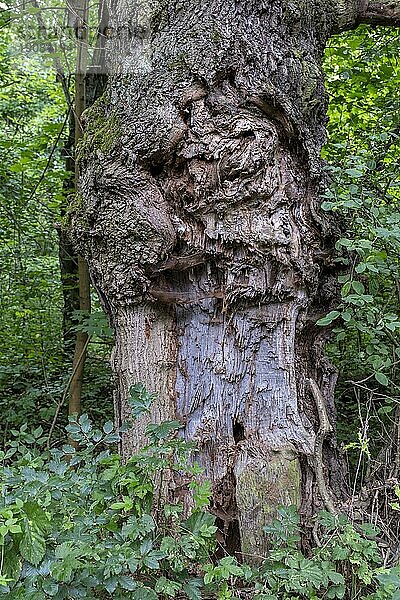 Beschädigter Stamm einer alten Eiche (Quercus) bei Lübben  Brandenburg  Deutschland  Europa