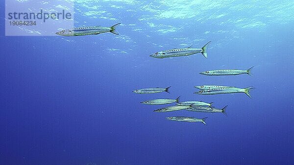 Gruppe von Gelbschwanz Barrakuda (Sphyraena flavicauda) schwimmt in blauer Tiefe  Rotes Meer  Safaga  Ägypten  Afrika