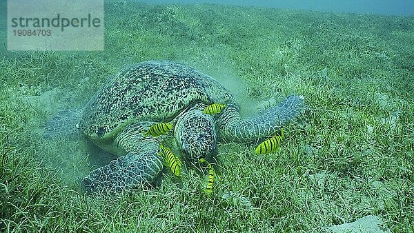 Große Grüne Meeresschildkröte (Chelonia mydas) mit einer Gruppe goldener Trevally Fische (Gnathanodon) speciosus  die grünes Seegras fressen  Rotes Meer  Safaga  Ägypten  Afrika