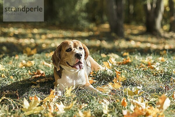 Vorderansicht Beagle Hund liegend Gras mit herausragender Zunge