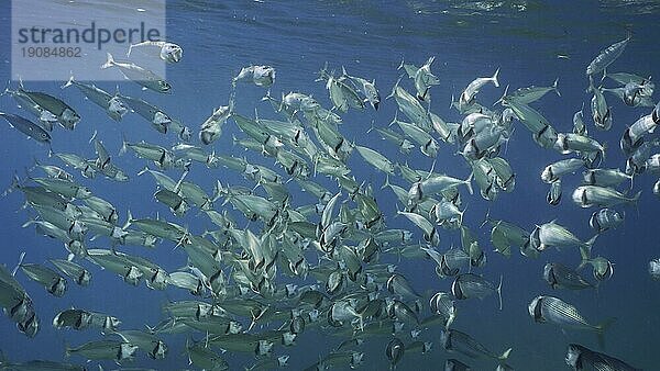 Ein großer Schwarm Gestreifter Makrelen oder Indischer Makrelen (Rastrelliger kanagurta) schwimmt im blauen Ozean mit offenen Mäulern und sucht nach Plankton an einem sonnigen Tag  Rotes Meer  Safaga  Ägypten  Afrika