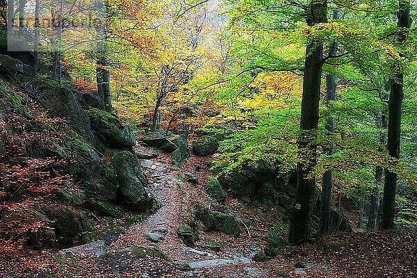 Herbstwald mit Wanderweg in den Bergen  schöne  ruhige Landschaft  Nationalpark Riesengebirge  Sudeten  Polen  Europa