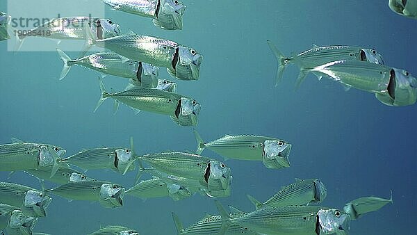 Ein Schwarm Gestreifter Makrelen oder Indischer Makrelen (Rastrelliger kanagurta) schwimmt im blauen Wasser mit offenen Mäulern und sucht nach Plankton an einem sonnigen Tag im Sonnenlicht  Rotes Meer  Safaga  Ägypten  Afrika