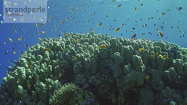 Hartkorallenkolonie Porites  ein Schwarm bunter tropischer Fische schwimmt über der Spitze des Korallenriffs in hellen Sonnenstrahlen  Gegenlicht (Contre jour) Rotes Meer  Safaga  Ägypten  Afrika