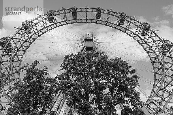 Das Wiener Riesenrad davor blühende Kastanienbäume (Castanea)  Schwarz-Weiss Aufnahme  Prater  Wien  Österreich  Europa