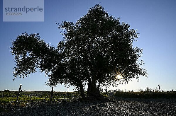 Weide im Gegenlicht  mit Sonnenstern  Wesel  Niederrhein  Nordrhein-Westfalen  Deutschland  Europa