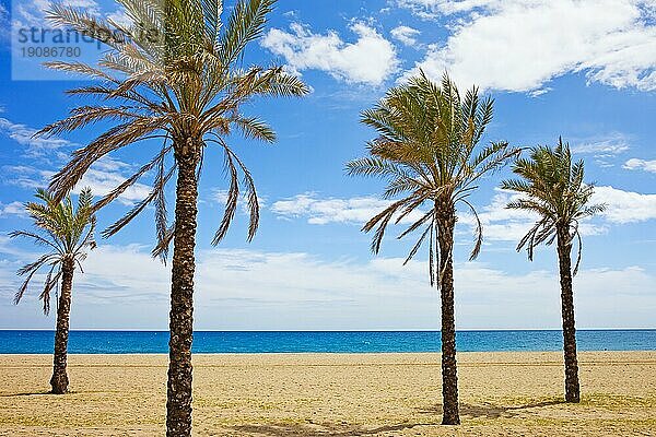 Urlaubsszenerie  Palmen an einem ruhigen Strand in Marbella  Costa del Sol  Region Andalusien  Spanien  Europa