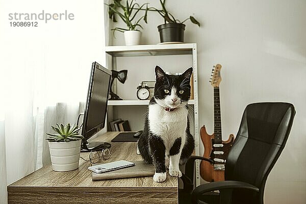 Vorderansicht Katze mit Schreibtisch im Haus