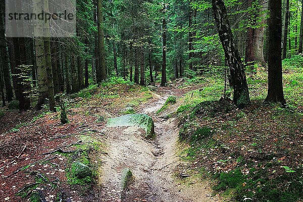 Kleiner Wanderweg in frischer  natürlicher Umgebung des Waldes  Nationalpark Karkonosze  Sudeten  Polen  Europa