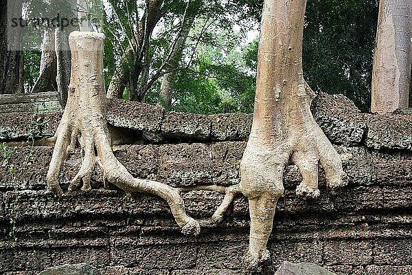 Einzigartiges Bild eines Kapokbaums  der gefällt wurde  aber noch lebt  nachdem er seine Wurzel mit dem Nachbarbaum verbunden hat
