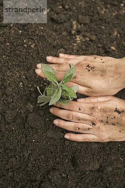 Menschliche Hand pflanzt frische Jungpflanzen in den Boden