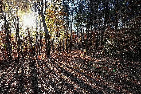 Herbstwald bei Sonnenuntergang mit Sonnenstrahlen  die durch die Bäume scheinen  malerische  ruhige Landschaft im Waldpark Lasek na Kole in Warschau  Polen  Europa