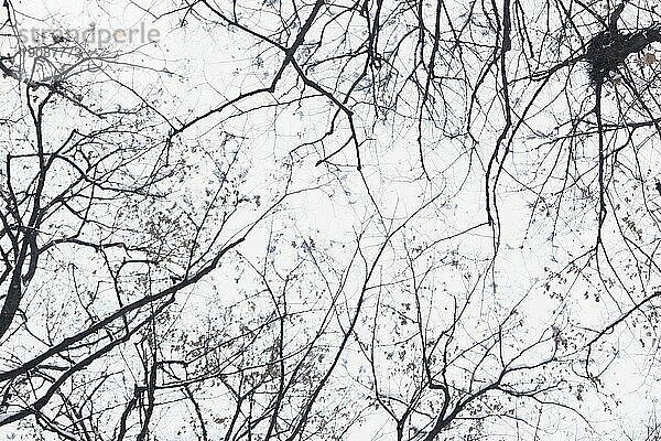 Niedrigen Winkel Ansicht Silhouette kahlen Baum Ast Wintertag