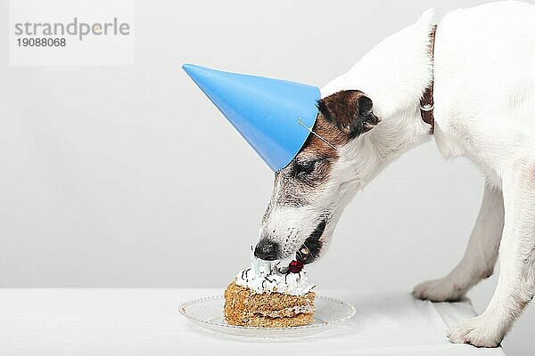 Süßer Hund ißt leckeren Geburtstagskuchen