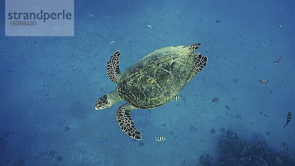 Draufsicht auf eine Echte Karettschildkröte (Eretmochelys imbricata) oder Bissa schwimmt über einem Korallenriff mit bunten tropischen Fischen  die um sie herum schwimmen  Rotes Meer  Ägypten  Afrika