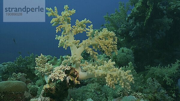Weichkoralle Yellow Broccoli oder Broccolikoralle (Litophyton arboreum) auf dem Meeresgrund in der Mottenzeit  Rotes Meer  Ägypten  Afrika