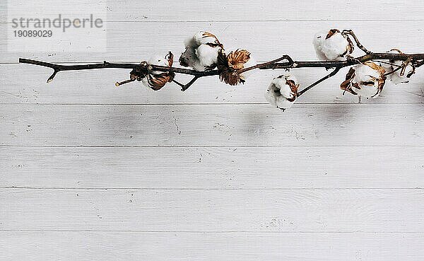 Close up reifen Baumwollsamen Schoten Baumwollpflanze gegen hölzernen Hintergrund