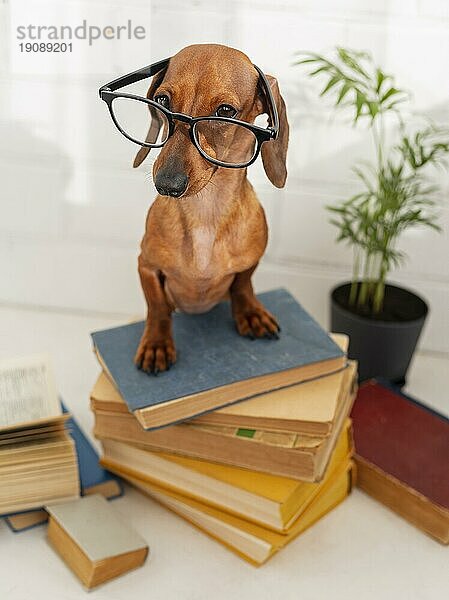 Niedlicher Hund mit Brille sitzt Bücher