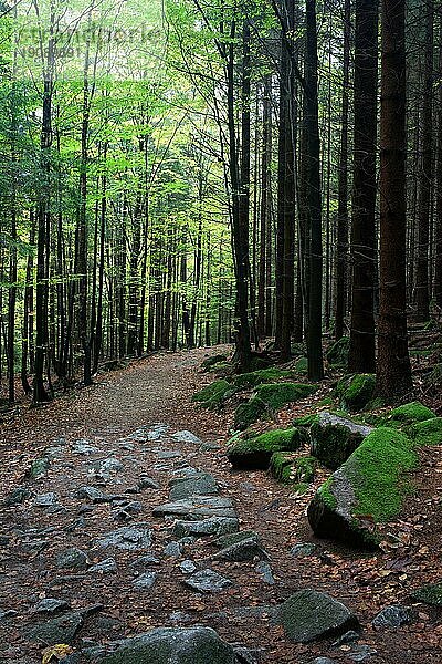 Schlanke Bäume entlang des Wanderwegs im ruhigen Bergwald