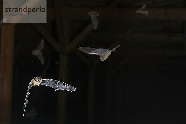 Große Bartfledermaus (Myotis brandtii)  schwärmen auf dem Dachboden kurz vor dem Ausflug  Brandenburg  Deutschland  Europa