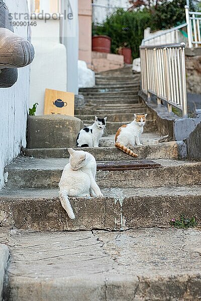 Straßenkatzen in Gamcheon Cultural Village  Busan  Provinz Gyeongsangnam-do