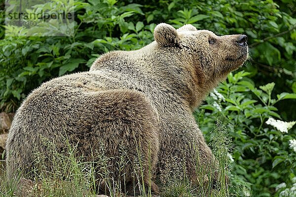 Braunbär im Bärenrefugium von Keterevo  einer Rettungsstation im nördlichen Velebit. Hier werden junge Bären in natürlicher Umgebung gehalten  die sonst nicht überlebensfähig wären. Kuterevo  Dalmatien  Kroatien  Südosteuropa  Europa