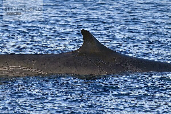 Finnwal (Balaenoptera physalus)  Finnwal  Schwertwal  Finnwal beim Auftauchen und mit charakteristischer  nach hinten gebogener Rückenflosse  Spitzbergen  Norwegen  Europa