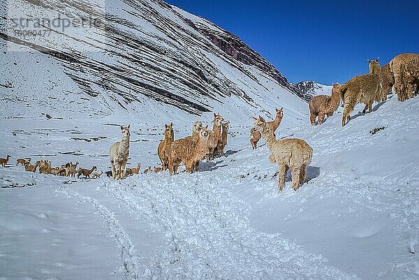 Foto von wilden Lamas in schneebedeckter Landschaft in der Bergregion von Ausangate in Peru  Südamerika