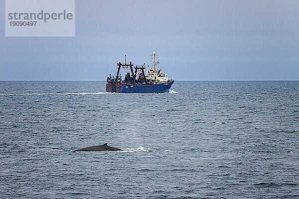 Finnwal (Balaenoptera physalus)  Finnwal taucht auf und zeigt seine Rückenflosse vor einem Fischerboot  Svalbard  Spitzbergen