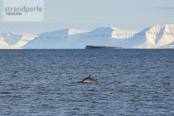 Zwergwal (Balaenoptera acutorostrata)  Zwergwal mit Rückenflosse beim Auftauchen im Sommer  Svalbard  Spitzbergen  Norwegen  Europa