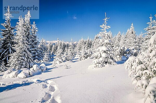Idyllischer Winter. Schöner sonniger Tag im Winterwald in den slowakischen Bergen