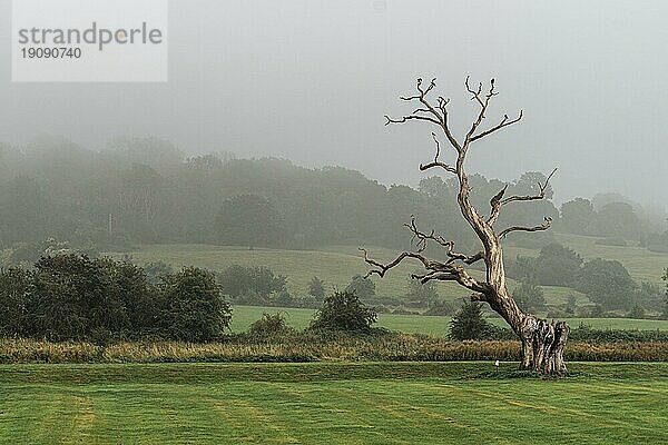 Alter Baum  Landschaft  Cheltenham  Cotswolds  England  Großbritannien  Europa