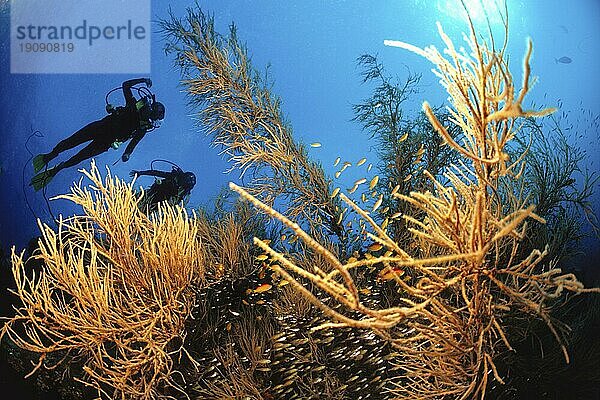 Zwei Taucher als Silhouette über einer Rifflandschaft  Angular Sea Whip  Pterogorgia anceps  Ari Atoll  Malediven  Indischer Ozean  Asien