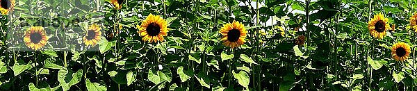 Sonnenblumen - Panoramaaufnahme -