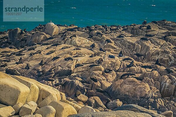 Foto von Robben  die sich entspannen und auf Steinen in der Nähe des Meeres in Cabo Polonio in Uruguay im Departement Rocha liegen