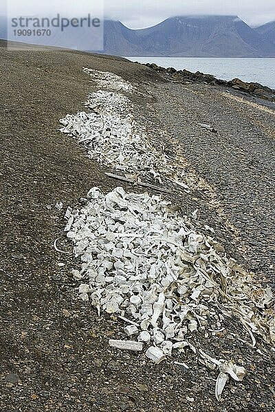 Belugawalknochen in der Walfangstation Bamsebu an der Küste der Bucht Ingebrigtsenbukta in der Nähe von Kapp Toscana  Bellsund  Svalbard  Spitzbergen  Norwegen  Europa