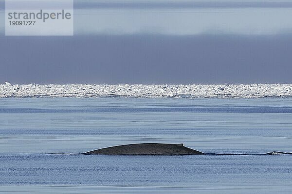 Blauwal (Balaenoptera musculus)  der im arktischen Ozean auftaucht und die kleine Rückenflosse zeigt  Svalbard  Norwegen  Europa