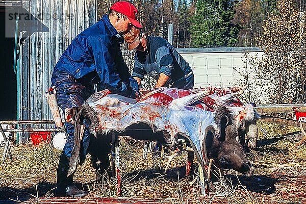 Schlachtung eines Rentierbullen durch ein samisches Volk im Herbst in Nordschweden  Kvikkjokk  Lappland  Schweden  Europa