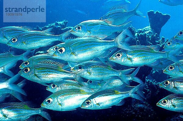 Gruppe von Fischen auf den Malediven  Fischschwarm Malediven