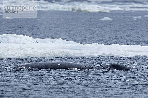 Grönlandwal (Balaena mysticetus)  Grönlandwal  Polarwal beim Auftauchen im Nordpolarmeer  Svalbard  Spitzbergen  Norwegen  Europa