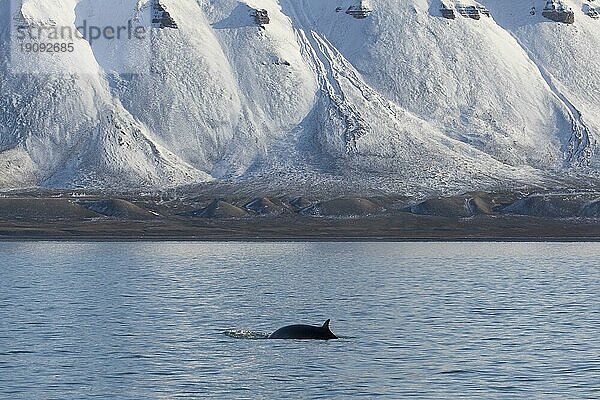 Zwergwal (Balaenoptera acutorostrata)  Zwergwal mit Rückenflosse beim Auftauchen im Sommer  Svalbard  Spitzbergen  Norwegen  Europa