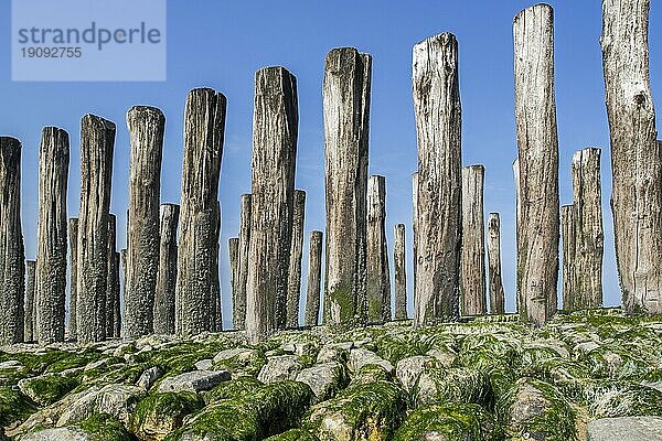 Holzpfähle einer Buhne  eines Wellenbrechers zum Schutz vor Stranderosion an der Nordseeküste in Nieuwvliet  Zeeland  Niederlande  Europa