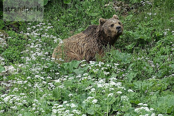 Braunbär im Bärenrefugium von Keterevo  einer Rettungsstation im nördlichen Velebit. Hier werden junge Bären in natürlicher Umgebung gehalten  die sonst nicht überlebensfähig wären. Kuterevo  Dalmatien  Kroatien  Südosteuropa  Europa