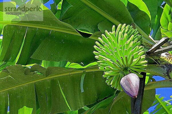 Banana tree (Musa) Leaves  Green fruits  South coast  Madeira Island