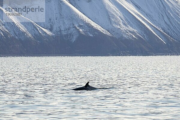 Zwergwal (Balaenoptera acutorostrata)  Zwergwal mit Rückenflosse beim Auftauchen im Sommer  Svalbard  Spitzbergen  Norwegen  Europa